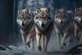 Pack of hungry wolves hunting in winter