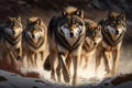 Pack of hungry wolves hunting in winter