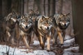 Pack of hungry wolves hunting in winter