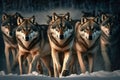 Pack of hungry wolves hunting in winter