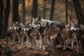 Pack of hungry wolves hunting in winter