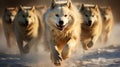 A pack of hungry wolves running after prey