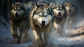 A pack of hungry wolves running after prey Royalty Free Stock Photo