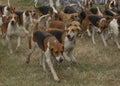 Pack of hunting hounds all running together Royalty Free Stock Photo