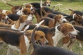 A pack of hunting hounds looking toward the Master of Hounds