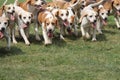 Pack of Hunting Hounds. Royalty Free Stock Photo