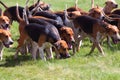 Pack of hunting hounds A Royalty Free Stock Photo