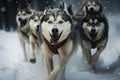 A pack of husky dogs charging through the snow-covered landscape with excitement and energy, Husky sled dogs racing in a winter Royalty Free Stock Photo