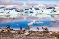 The pack of Icelandic geese is grazed