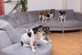 A pack of Jack Russell Terrier are sitting on a sofa