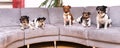 A pack of Jack Russell Terrier are sitting on a sofa