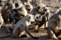 Pack of monkeys langurs actively feeds on scattered nuts