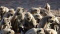 Pack of monkeys langurs actively feeds on scattered nuts Royalty Free Stock Photo