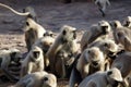 Pack of monkeys langurs actively feeds on scattered nuts