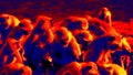 Pack of monkeys langurs in flight in scientific high-tech thermal imager