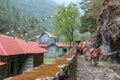 Pack mules with gas bottles walks past guest houses in Nepal