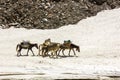 Pack mules and horses walking on the thick snow Royalty Free Stock Photo