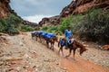 Pack Mules - Hualapai Tribal Land