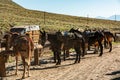 Pack Mules Ready for Trail Ride Royalty Free Stock Photo