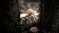 Pack of mushrooms Royalty Free Stock Photo