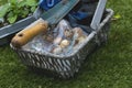 Pack of Narcissus Minow bulbs with a trowel and gloves in a wicker basket trug Royalty Free Stock Photo