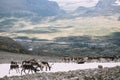 Pack of Norwegian Reindeer on a snow patch Royalty Free Stock Photo