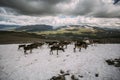 Pack of Norwegian Reindeer on a snow patch Royalty Free Stock Photo