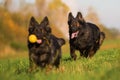 Pack of Old German Shepherd Dogs Royalty Free Stock Photo