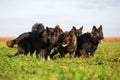 Pack of Old German Shepherd Dogs Royalty Free Stock Photo