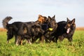 Pack of Old German Shepherd Dogs Royalty Free Stock Photo