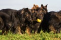 Pack of Old German Shepherd Dogs Royalty Free Stock Photo