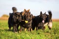 Pack of Old German Shepherd Dogs Royalty Free Stock Photo