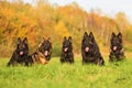 Pack of Old German Shepherd Dogs Royalty Free Stock Photo