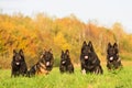 Pack of Old German Shepherd Dogs Royalty Free Stock Photo