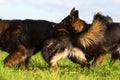 Pack of Old German Shepherd Dogs Royalty Free Stock Photo