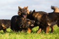 Pack of Old German Shepherd Dogs Royalty Free Stock Photo