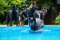 Pack of old German shepherd dogs at the pool Royalty Free Stock Photo
