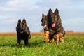 Pack of Old German Shepherd Dogs Royalty Free Stock Photo