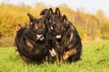 Pack of Old German Shepherd Dogs Royalty Free Stock Photo