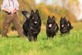 Pack of Old German Shepherd Dogs running Royalty Free Stock Photo