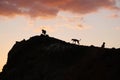 Pack of ownerless dogs on mountain