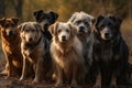 A Pack of Playful Pups: Perfect for Pet Store Ads and Social Media Posts.