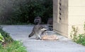 Family of raccoons looking for food