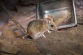 Pack Rat sitting by stainless steel food tray on ground Royalty Free Stock Photo