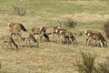 Pack of red deers while eating