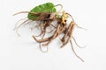 Rumex crispus root yellow dock with leaves on white background Royalty Free Stock Photo