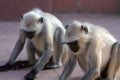 Pack of sacred monkeys langur collect grain from pilgrims