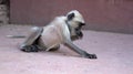 Pack of sacred monkeys langur collect grain from pilgrims