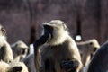 Pack of sacred monkeys langur collect grain from pilgrims