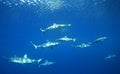 A Pack of Sharks swimming underwater Royalty Free Stock Photo